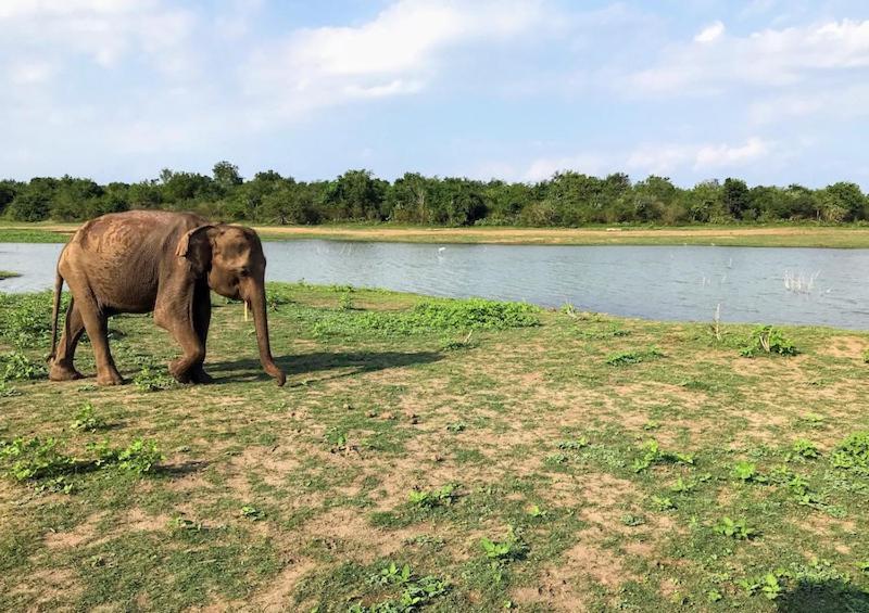 Wild Park Safari Home Stay Удавалаве Екстериор снимка
